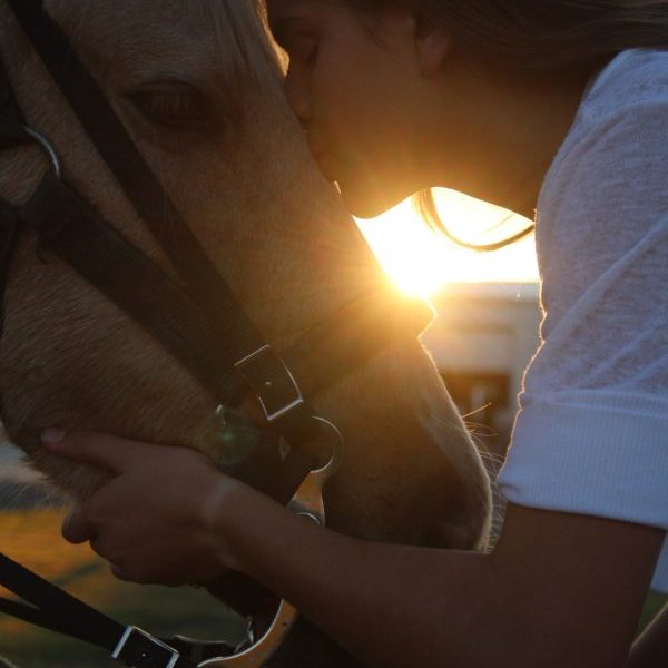 6 Top Tips For Keeping Your Horse Cool This Summer