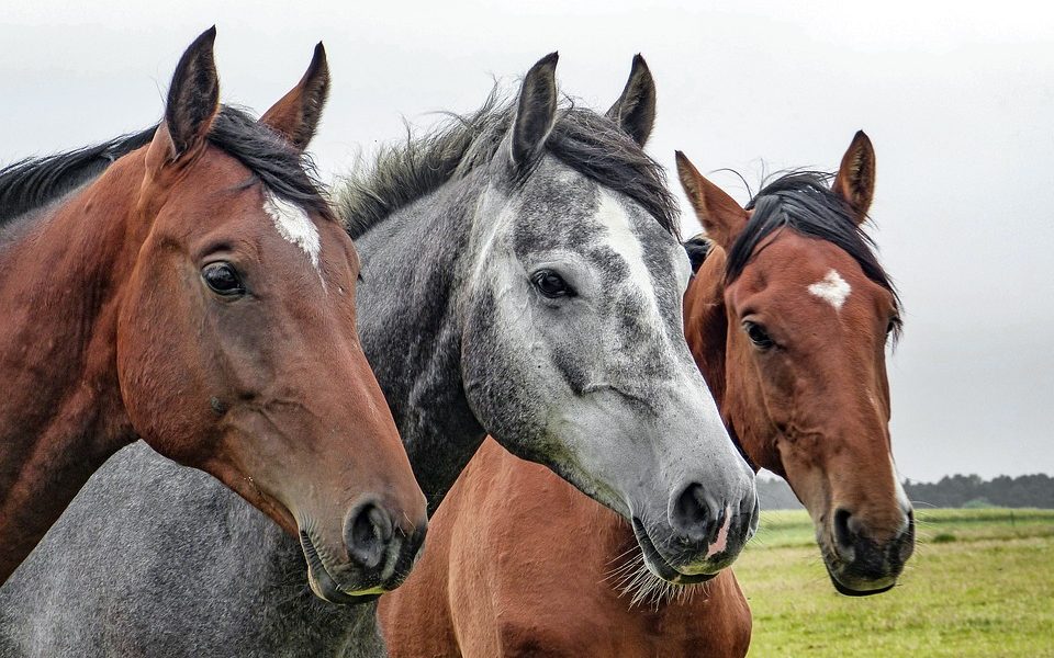 Out and About: Must-Attend Events for Horse Lovers this May!
