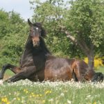 Rider-Top-Tips-for-Happy-Horses