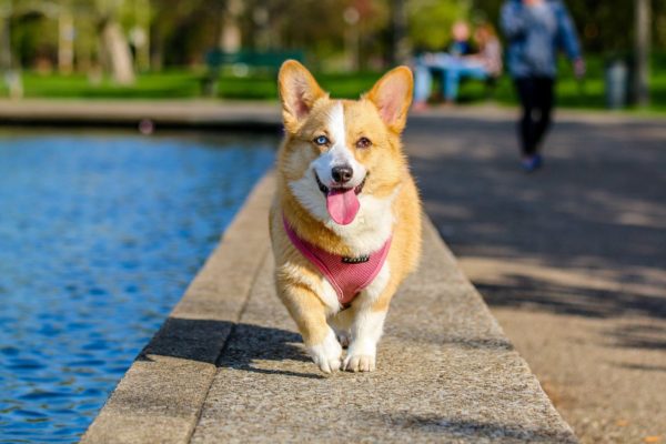 The Best Spots To Visit With Pets In London