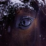 Top-Tips-For-Looking-After-Your-Horse-This-Winter-2016
