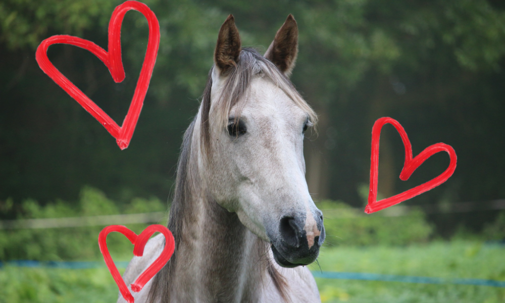 Valentine’s Day – 5 Ways Your Horse Shows You He Loves You (And you never even noticed it!)