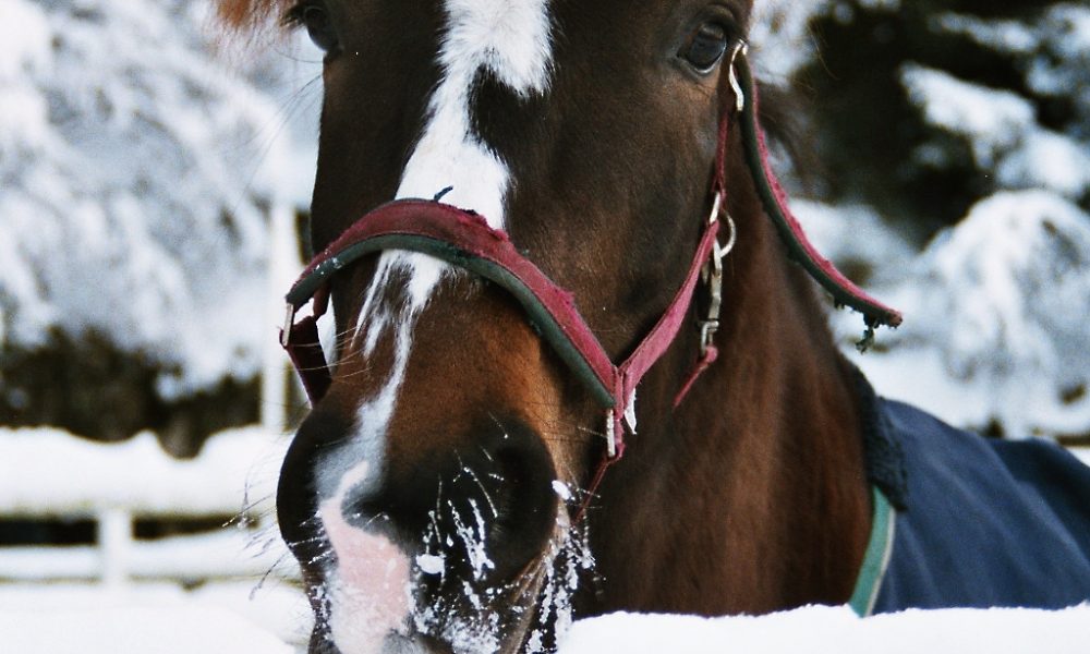 Winter Survival Tips for Every Horse Owner (You Need Now)