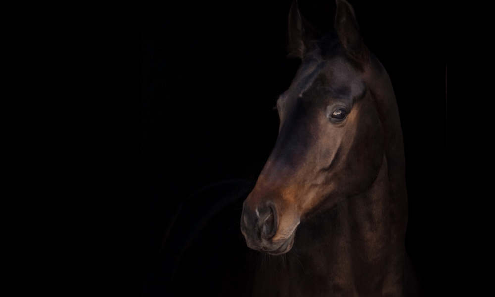 beautiful bay horse on black background promoting equestrian social media marketing services
