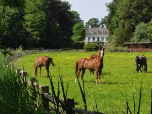 Horses in field in front of mansion