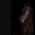 the dark horse in equestrian social media services