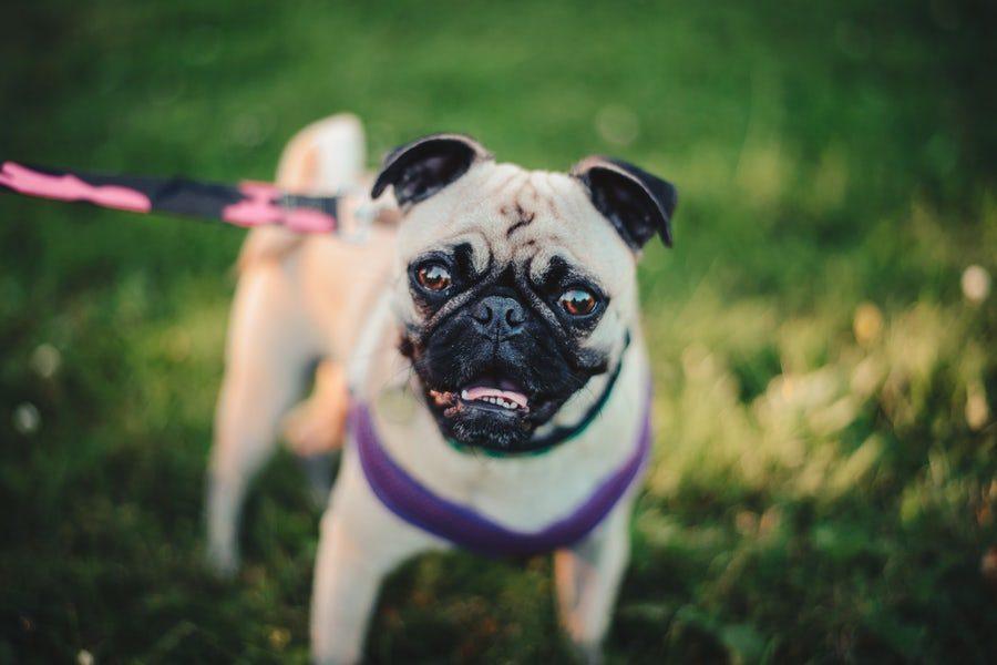 A small pug on a field of grass at a festival, as suggested by our pet PR team.