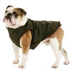 A British Bulldog in a black coat.