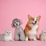 A group of puppies and kittens sat together against a pink backdrop.