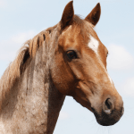 A close-up shot of a brown horse