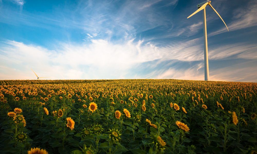 A wind turbine in a field of sunflowers.