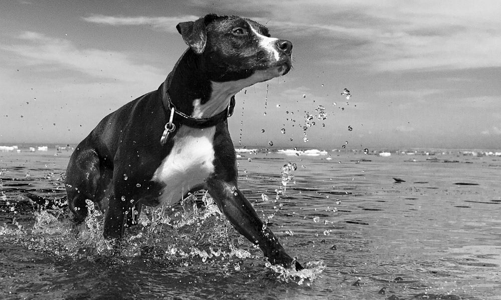 A dog running in the water in a black and white photo