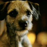 Cute Border Terrier Promoting MirrorMePR Pet PR Services