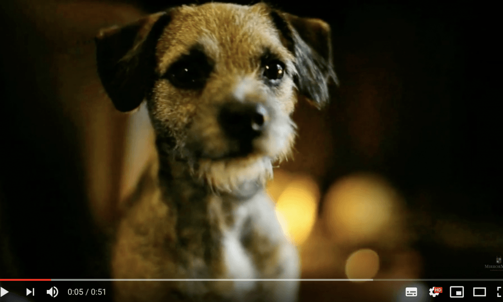 Cute Border Terrier Pup - MirrorMePR Pet Services