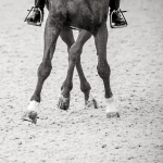 A horse dancing to music in the dressage arena