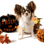 Keeping a pet safe at Halloween like this small, white and brown dog surrounded by pumpkin is imperative