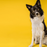 A photo of a black and white dog against a yellow background