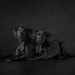 Two Stunning Black Labradors By Pet Portrait Photographer Karen Bennett Photography