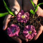 planting flowers can help the planet, even if just in a small way
