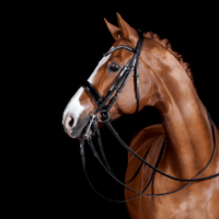 Beautiful Dressage Horse Promoting Equine Marketing