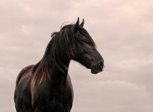 Beautiful Horse Portrait