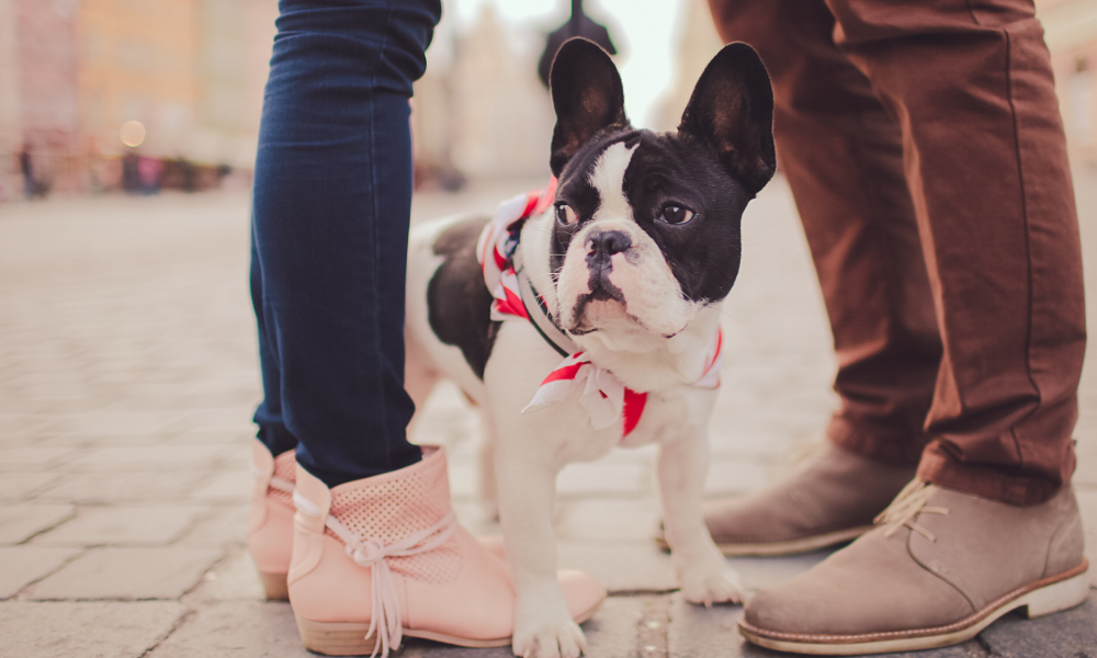 The Best Eco-Friendly Pet Products That Your Dog Will Love
