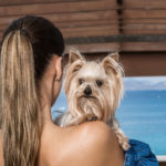 Taking Your Dog To A Dog-Friendly Hotel
