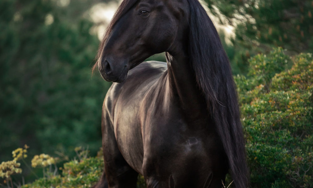 Equine Marketing & Equestrian PR