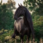 Equine Marketing & Equestrian PR