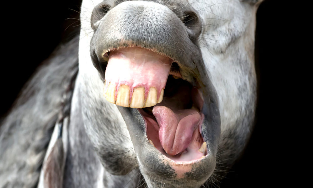Horse Laughing At Horse Jokes