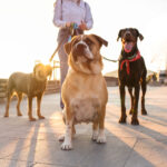 Marketing Your Dog Walking Business: Strategies to Attract Clients