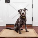 New Dog Owner Checklist