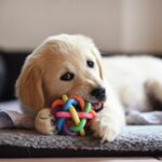 Keep Your Puppy Entertained